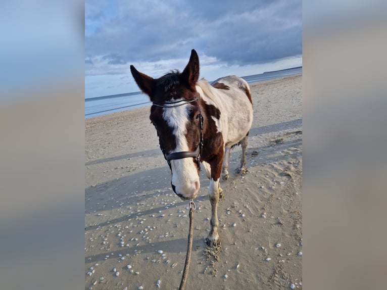 Plus de chevaux à sang chaud Hongre 5 Ans 160 cm in Peenemünde