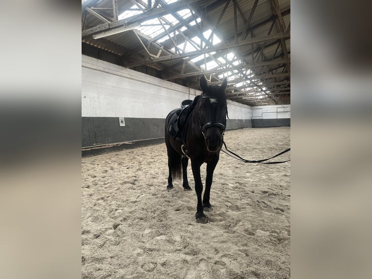 Plus de chevaux à sang chaud Hongre 5 Ans 160 cm Noir in Uetz-PaarenPotsdam