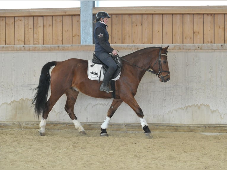 Plus de chevaux à sang chaud Hongre 5 Ans 161 cm Bai in Wellheim
