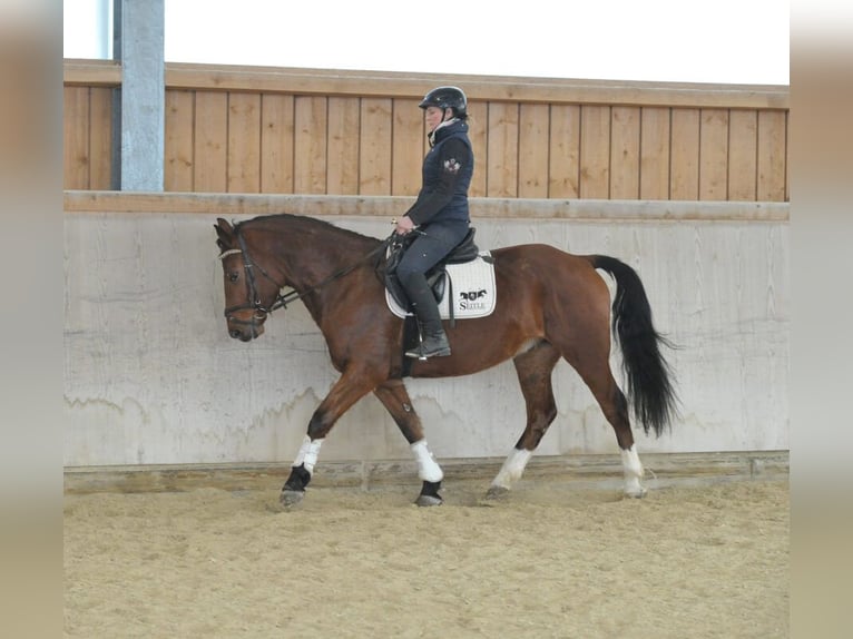 Plus de chevaux à sang chaud Hongre 5 Ans 161 cm Bai in Wellheim