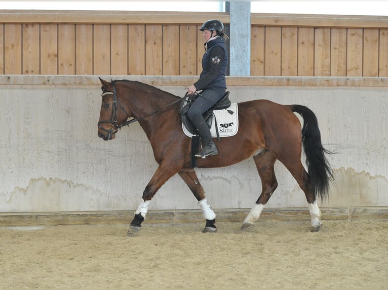 Plus de chevaux à sang chaud Hongre 5 Ans 161 cm Bai in Wellheim