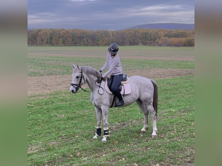 Plus de chevaux à sang chaud Hongre 5 Ans 161 cm Gris in Schattendorf