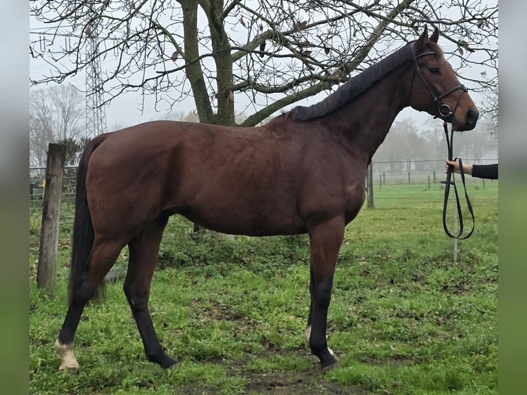 Plus de chevaux à sang chaud Hongre 5 Ans 162 cm Bai brun in Wachtendonk