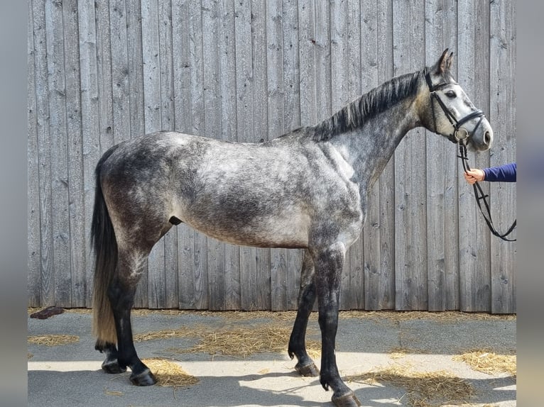 Plus de chevaux à sang chaud Croisé Hongre 5 Ans 163 cm Gris in Brunnthal