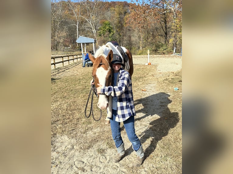 Plus de chevaux à sang chaud Croisé Hongre 5 Ans 163 cm Pinto in Granville