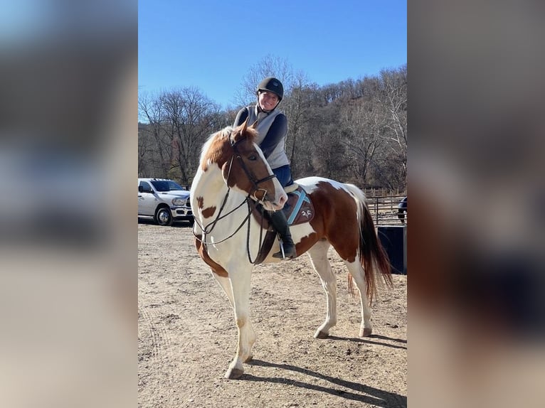 Plus de chevaux à sang chaud Croisé Hongre 5 Ans 163 cm Pinto in Granville