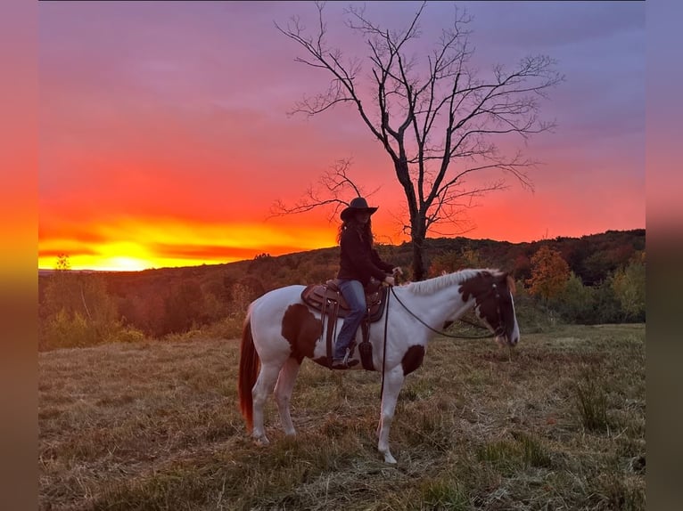 Plus de chevaux à sang chaud Croisé Hongre 5 Ans 163 cm Pinto in Granville