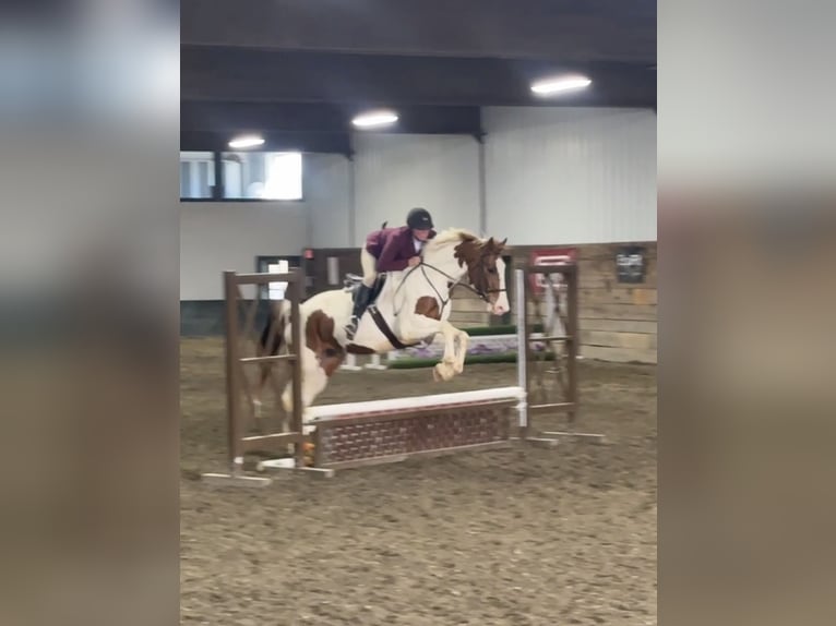 Plus de chevaux à sang chaud Croisé Hongre 5 Ans 163 cm Pinto in Granville