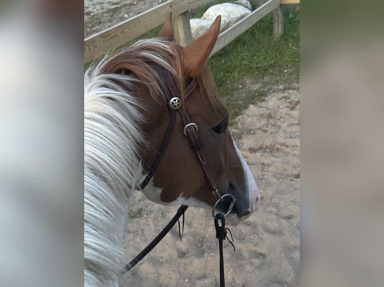 Plus de chevaux à sang chaud Croisé Hongre 5 Ans 163 cm Pinto in Granville