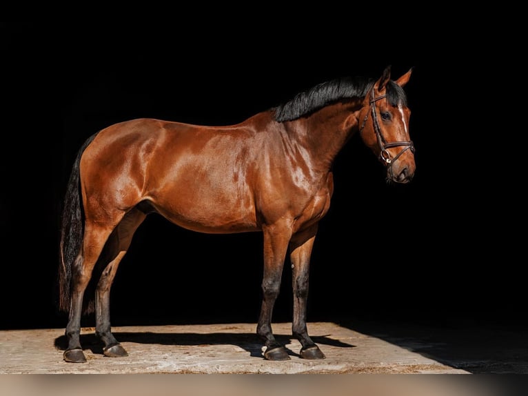 Plus de chevaux à sang chaud Hongre 5 Ans 164 cm Bai cerise in Vilnus