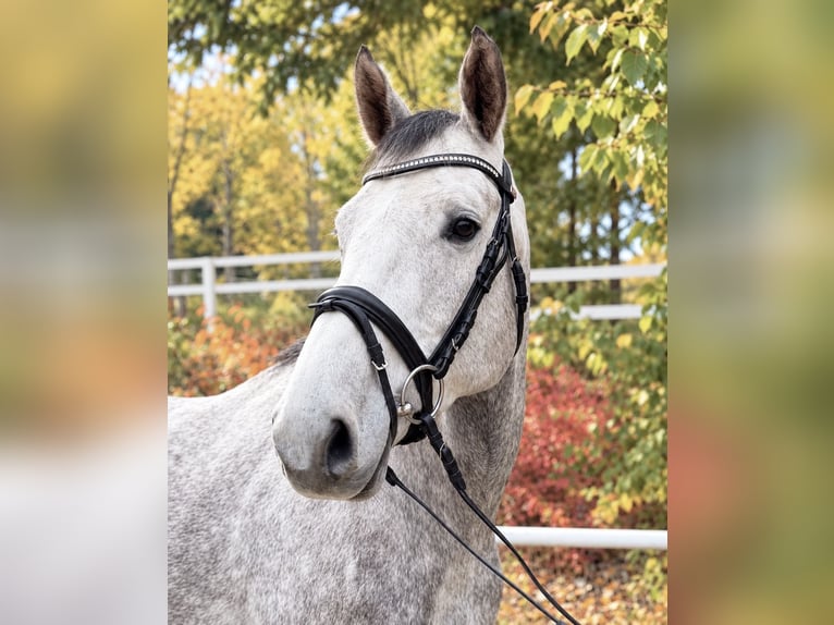 Plus de chevaux à sang chaud Hongre 5 Ans 164 cm Gris pommelé in Davidschlag