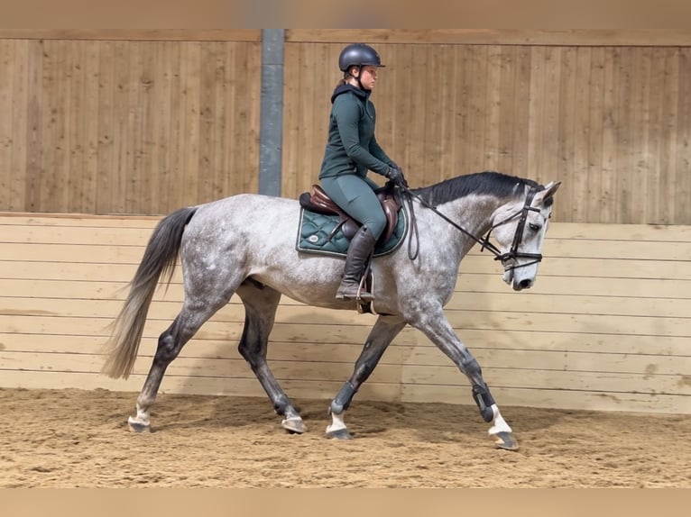Plus de chevaux à sang chaud Hongre 5 Ans 164 cm Gris pommelé in Davidschlag