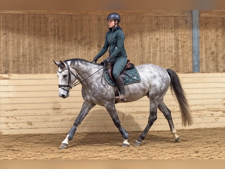 Plus de chevaux à sang chaud Hongre 5 Ans 164 cm Gris pommelé in Davidschlag