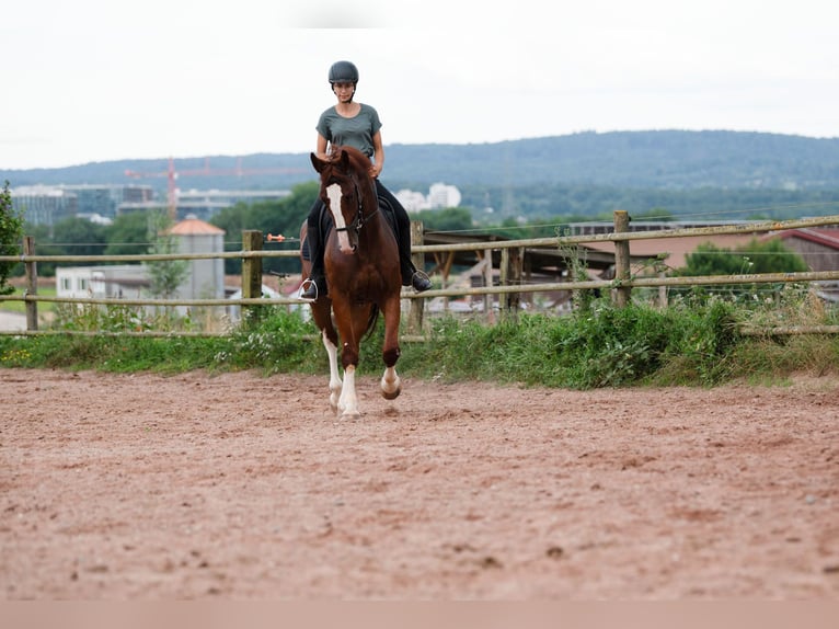 Plus de chevaux à sang chaud Hongre 5 Ans 165 cm Alezan in Bad WimpfenBad Wimpfen