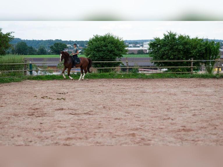 Plus de chevaux à sang chaud Hongre 5 Ans 165 cm Alezan in Bad WimpfenBad Wimpfen