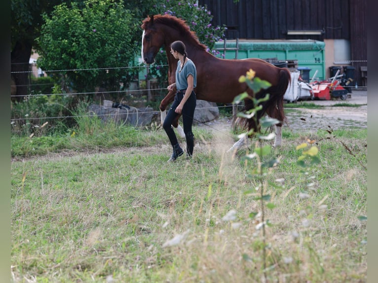 Plus de chevaux à sang chaud Hongre 5 Ans 165 cm Alezan in Bad WimpfenBad Wimpfen