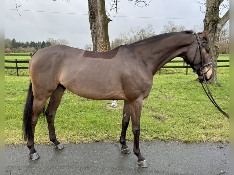 Plus de chevaux à sang chaud Hongre 5 Ans 165 cm Bai in Altenberge