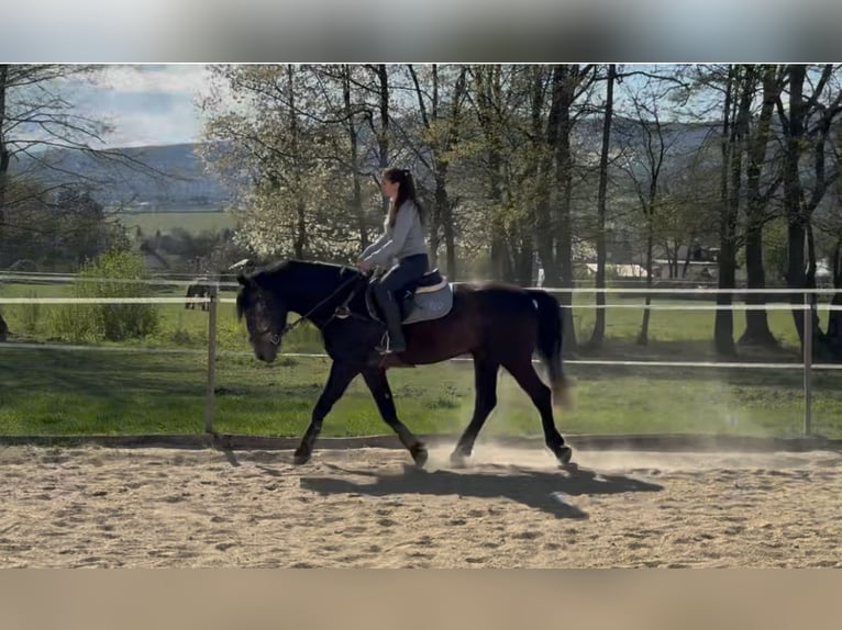 Plus de chevaux à sang chaud Hongre 5 Ans 165 cm Gris in Liebing