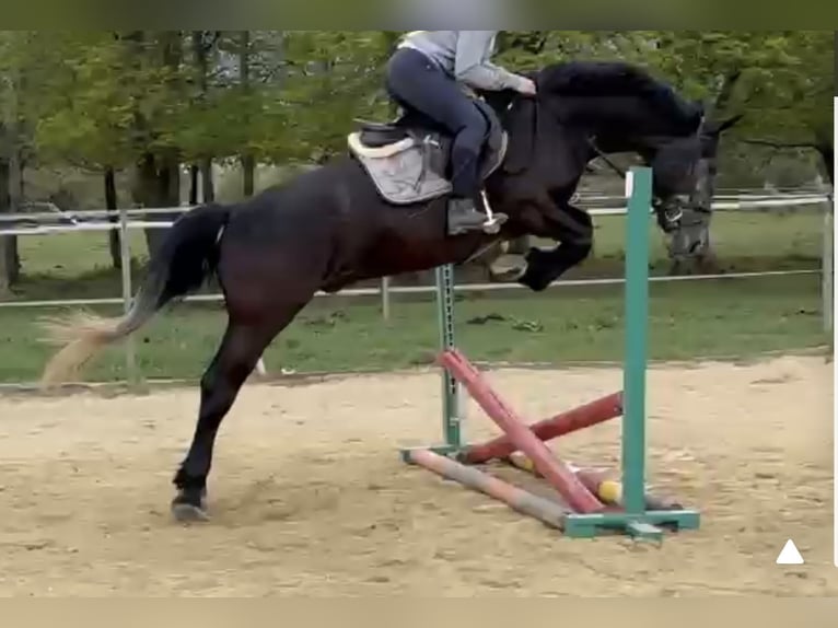 Plus de chevaux à sang chaud Hongre 5 Ans 165 cm Gris in Liebing