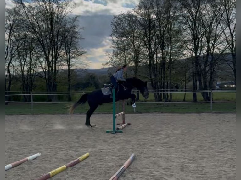 Plus de chevaux à sang chaud Hongre 5 Ans 165 cm Gris in Liebing