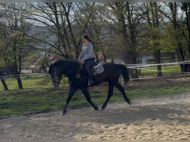 Plus de chevaux à sang chaud Hongre 5 Ans 165 cm Gris in Liebing