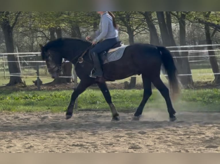 Plus de chevaux à sang chaud Hongre 5 Ans 165 cm Gris in Liebing