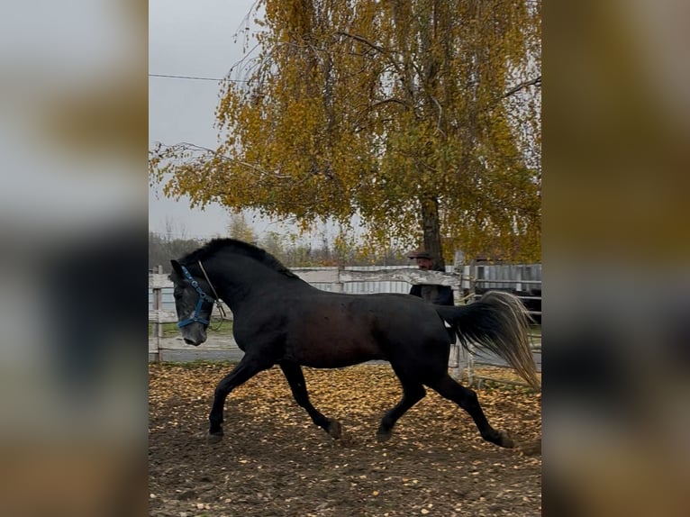 Plus de chevaux à sang chaud Hongre 5 Ans 165 cm Gris in Liebing