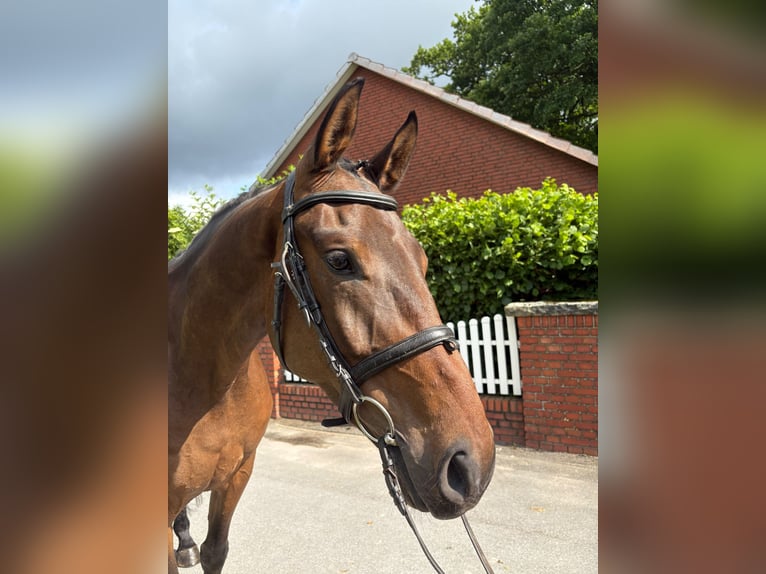 Plus de chevaux à sang chaud Hongre 5 Ans 168 cm Bai brun in Bad Laer