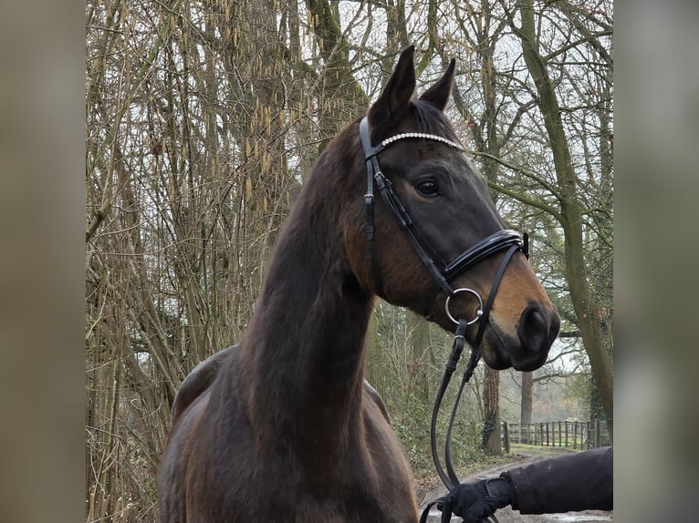 Plus de chevaux à sang chaud Hongre 5 Ans 168 cm Bai brun foncé in Wachtendonk