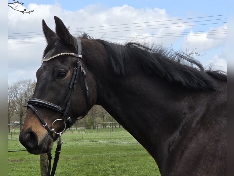 Plus de chevaux à sang chaud Hongre 5 Ans 168 cm Bai brun foncé in Wachtendonk