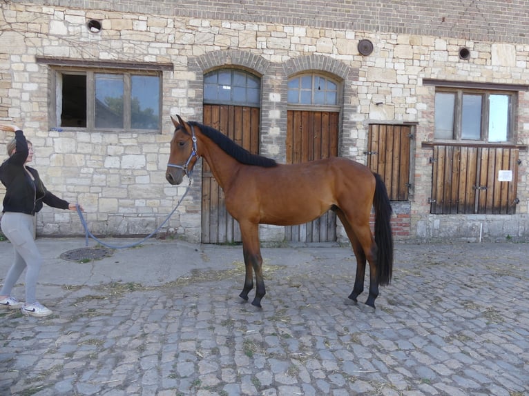 Plus de chevaux à sang chaud Hongre 5 Ans 168 cm Bai in Mücheln (Geiseltal)