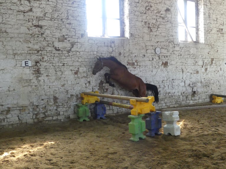 Plus de chevaux à sang chaud Hongre 5 Ans 168 cm Bai in M&#xFC;cheln (Geiseltal)