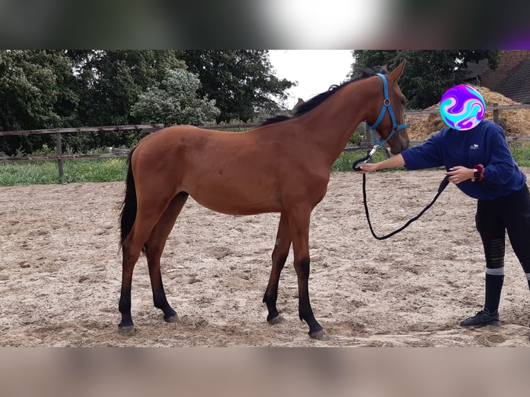 Plus de chevaux à sang chaud Hongre 5 Ans 168 cm Bai in M&#xFC;cheln (Geiseltal)