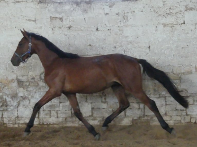 Plus de chevaux à sang chaud Hongre 5 Ans 168 cm Bai in M&#xFC;cheln (Geiseltal)