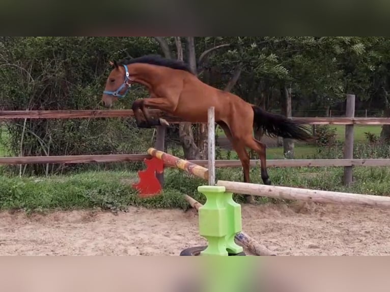 Plus de chevaux à sang chaud Hongre 5 Ans 168 cm Bai in M&#xFC;cheln (Geiseltal)