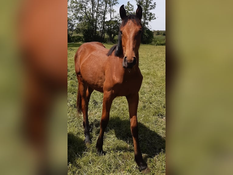 Plus de chevaux à sang chaud Hongre 5 Ans 168 cm Bai in M&#xFC;cheln (Geiseltal)