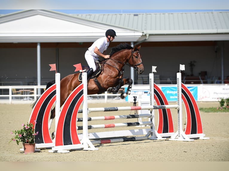 Plus de chevaux à sang chaud Hongre 5 Ans 169 cm Bai in Schattendorf