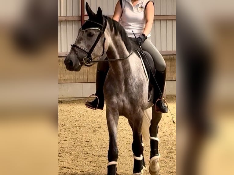 Plus de chevaux à sang chaud Hongre 5 Ans 169 cm Gris in Paderborn