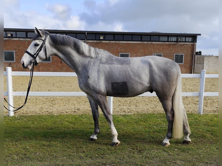 Plus de chevaux à sang chaud Hongre 5 Ans 169 cm Gris in Bad Laer