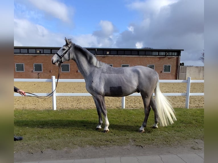 Plus de chevaux à sang chaud Hongre 5 Ans 169 cm Gris in Bad Laer