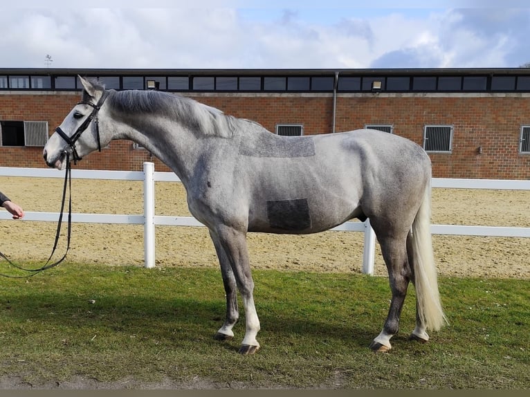 Plus de chevaux à sang chaud Hongre 5 Ans 169 cm Gris in Bad Laer