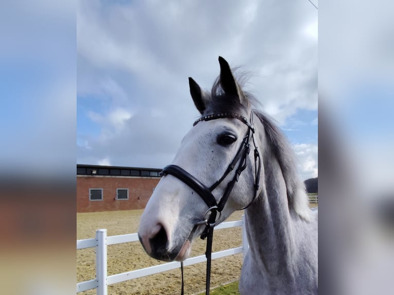 Plus de chevaux à sang chaud Hongre 5 Ans 169 cm Gris in Bad Laer