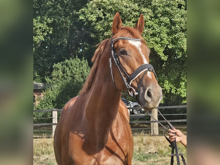 Plus de chevaux à sang chaud Hongre 5 Ans 170 cm Alezan in Wachtendonk