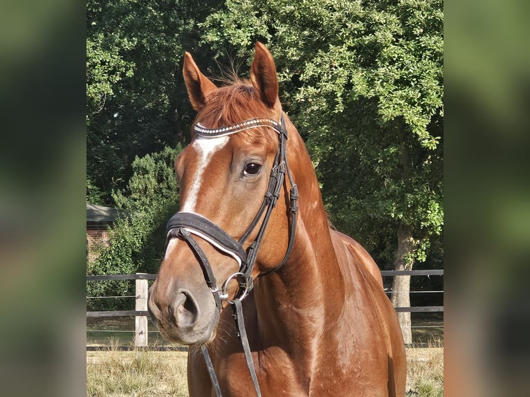 Plus de chevaux à sang chaud Hongre 5 Ans 170 cm Alezan in Wachtendonk