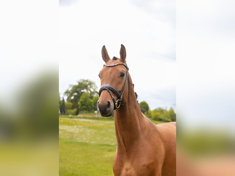 Plus de chevaux à sang chaud Hongre 5 Ans 173 cm Bai in Hayingen