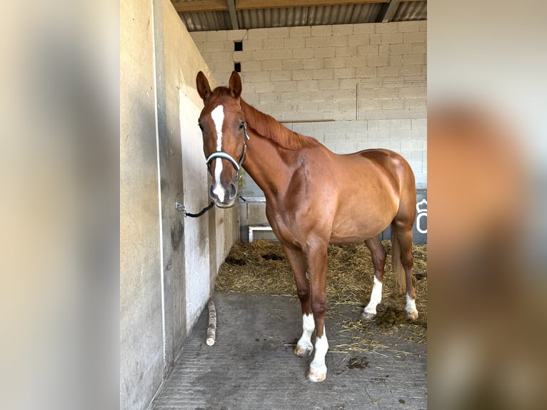 Plus de chevaux à sang chaud Hongre 5 Ans 175 cm Alezan in KerbenLonnig