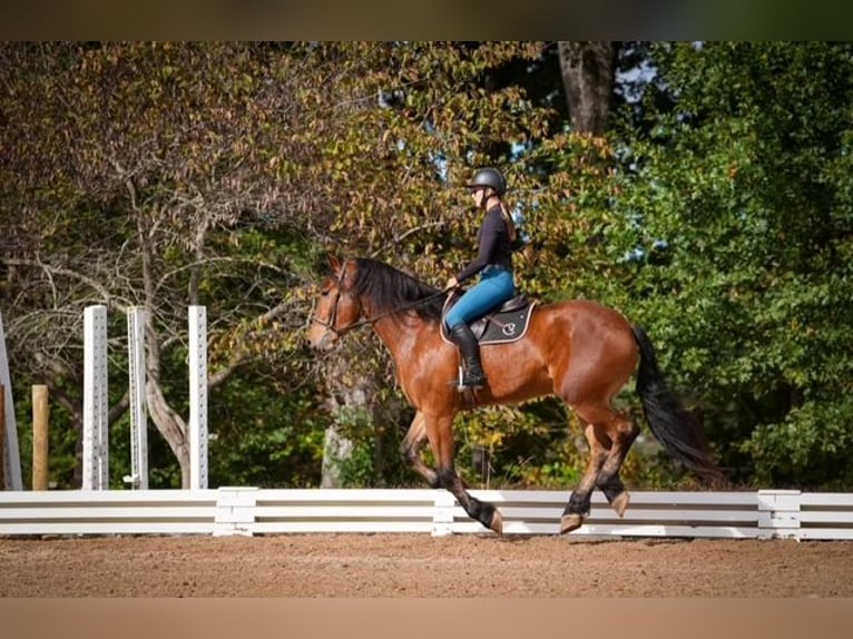 Plus de chevaux à sang chaud Croisé Hongre 5 Ans 175 cm Bai cerise in Clover Plus de chevaux à sang chaud Croisé Hongre 5 Ans 175 cm Bai cerise in Clover