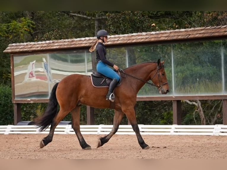 Plus de chevaux à sang chaud Croisé Hongre 5 Ans 175 cm Bai cerise in Clover Plus de chevaux à sang chaud Croisé Hongre 5 Ans 175 cm Bai cerise in Clover