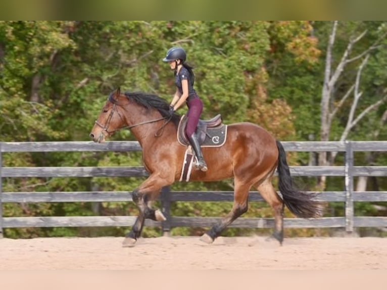 Plus de chevaux à sang chaud Croisé Hongre 5 Ans 175 cm Bai cerise in Clover Plus de chevaux à sang chaud Croisé Hongre 5 Ans 175 cm Bai cerise in Clover