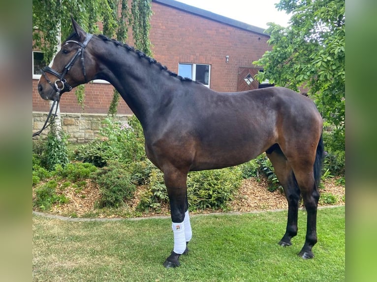 Plus de chevaux à sang chaud Hongre 5 Ans 175 cm Bai in Hopsten